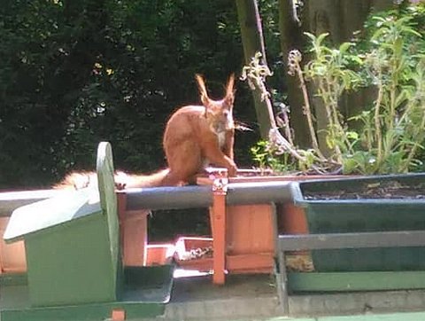 Hoernchen-auf-Balkon2