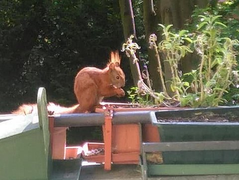 Hoernchen-auf-Balkon3