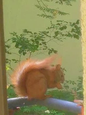 Hoernchen-auf-Balkon4