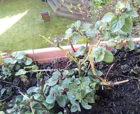 1-90595733_2894832523915587_446534525560815616_n