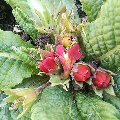 2-90529679_2894832617248911_1981242235819130880_n